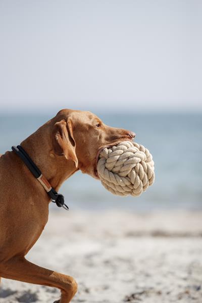 PHO_IMAGE_DOG_BeNordic-Vizsla-Denny-spielt-Strand-9 (1).jpg